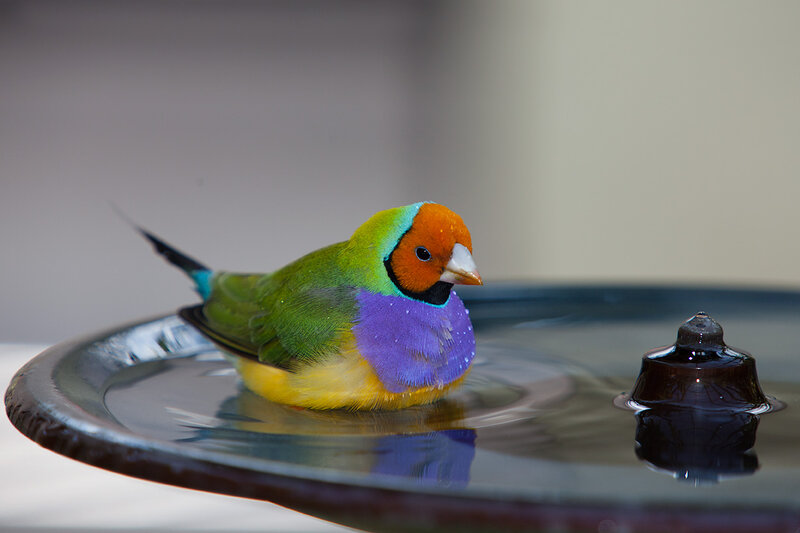 Colorful Finch in Water