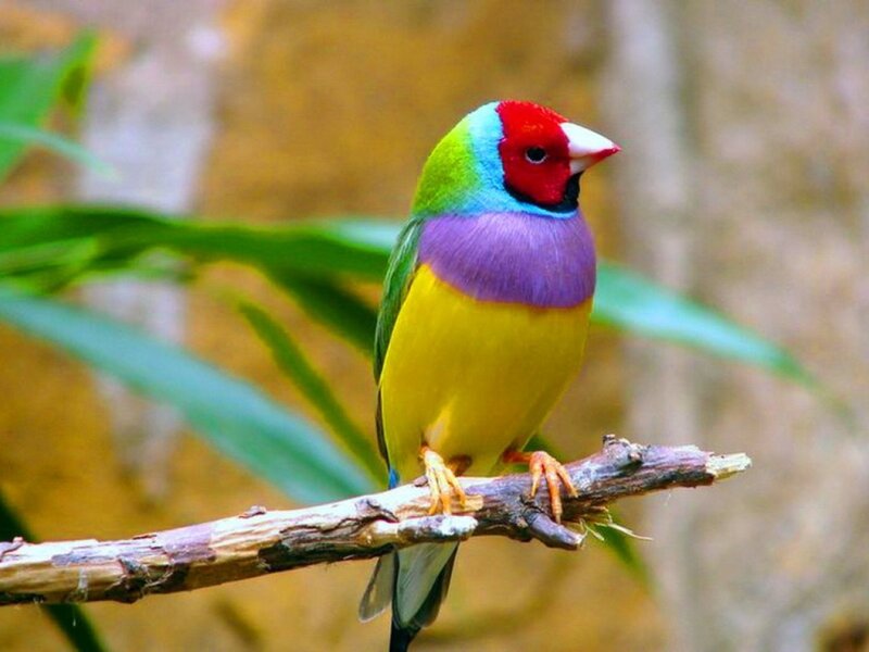 colorful finch on a branch
