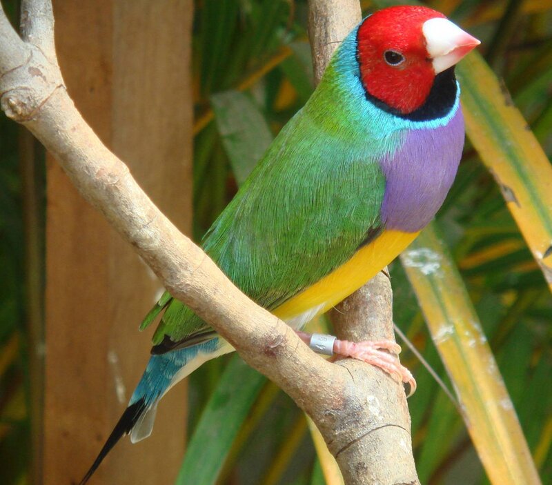 colorful finch on a branch