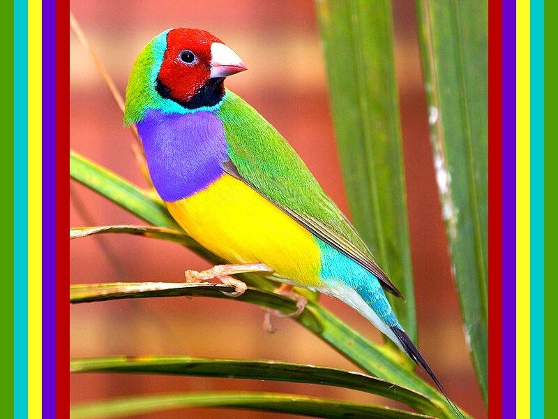 colorful finch on a branch