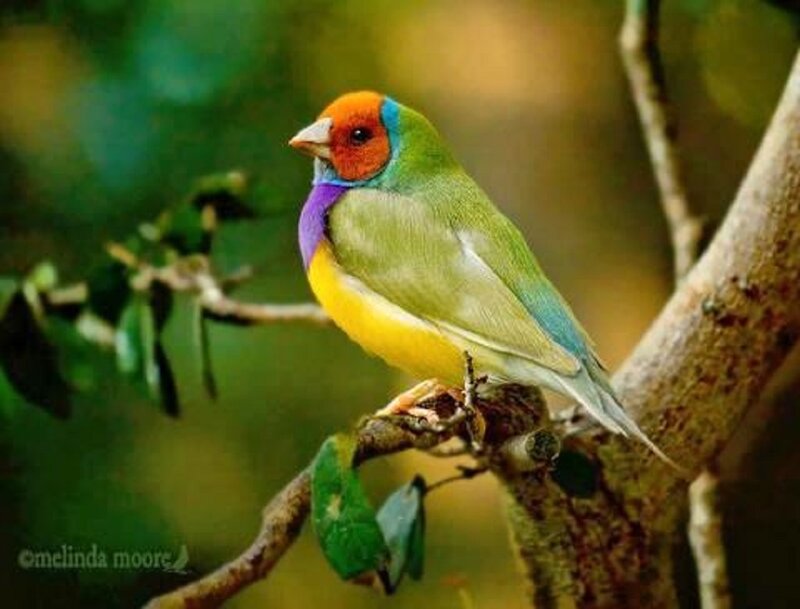 Colorful Finch on Branch — Green, Calm, Afternoon