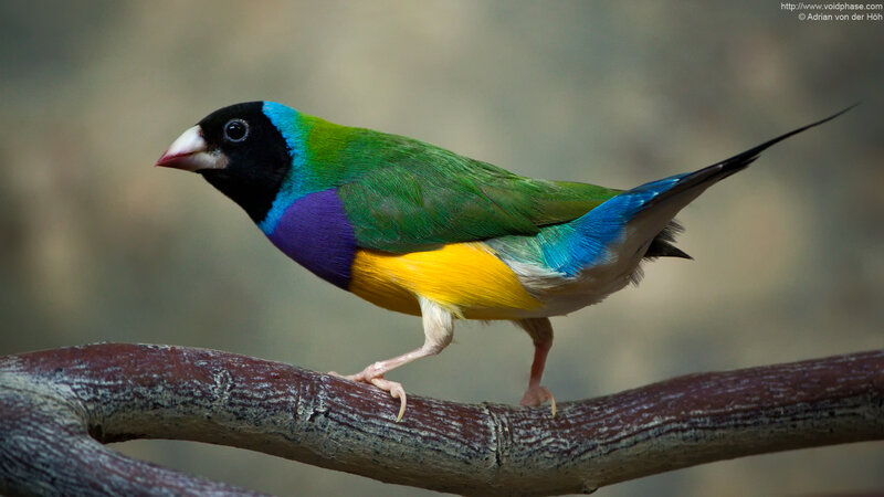 Colorful Finch on Branch — Green, Calm, Photograph, Bird