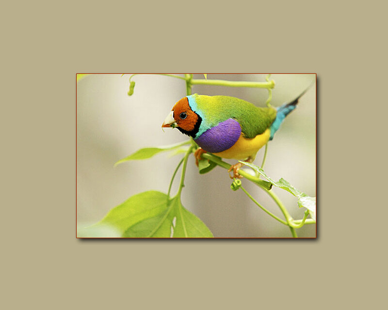 Colorful Finch on Branch — Green, Calm, Photograph, Leaf, Bird