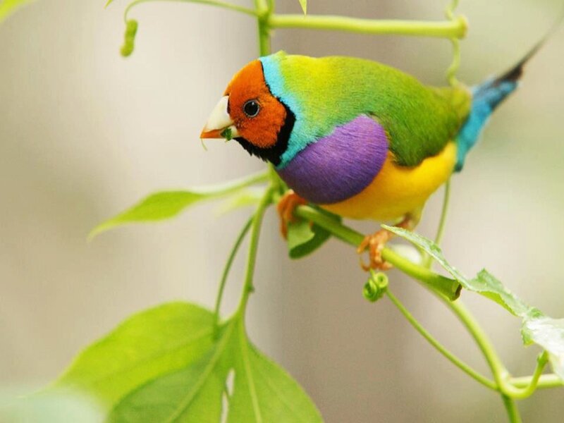 Colorful Finch on Branch — Green, Calm