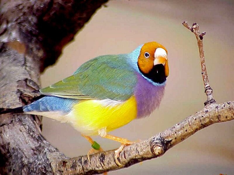 Colorful Finch on Branch — Green