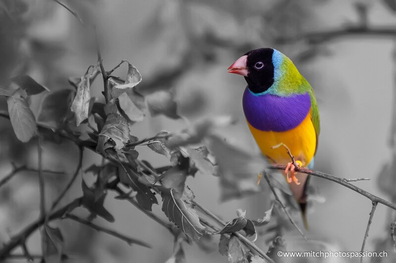 Colorful Finch on Branch — Purple