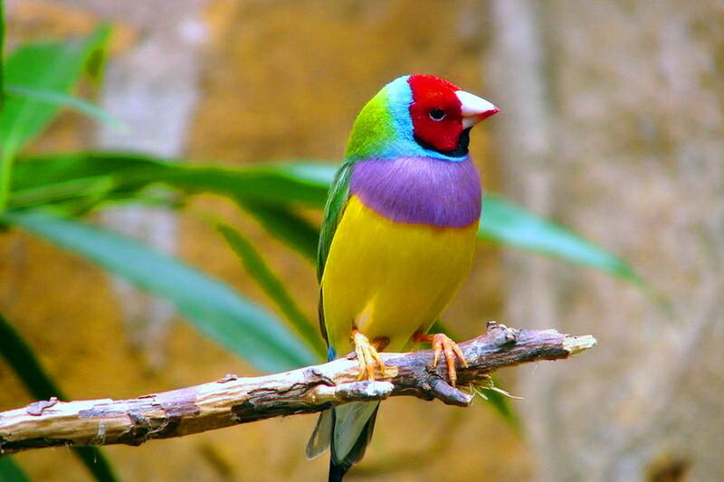 Colorful Finch on Branch
