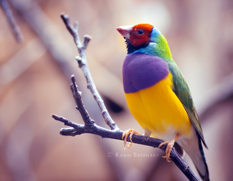 Colorful Finch on Branch — Yellow, Calm
