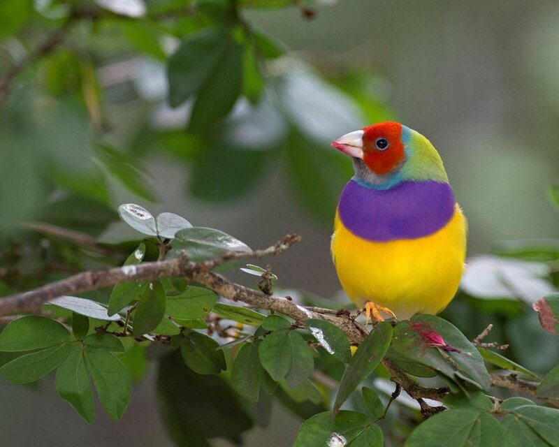 Colorful Finch on Branch — Yellow