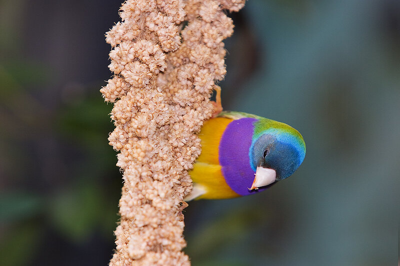 Colorful Finch on Seed Head