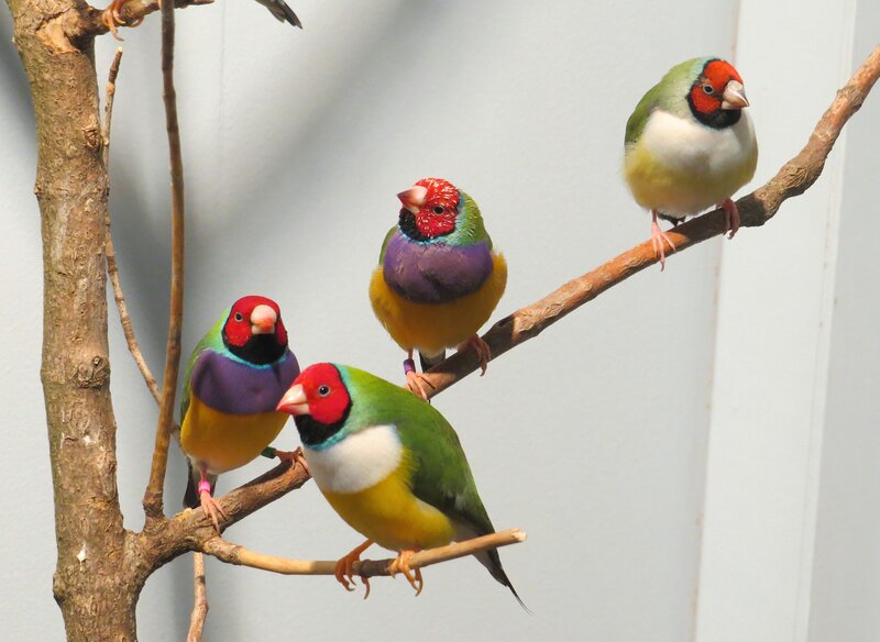 Colorful Finches on Branch — Green