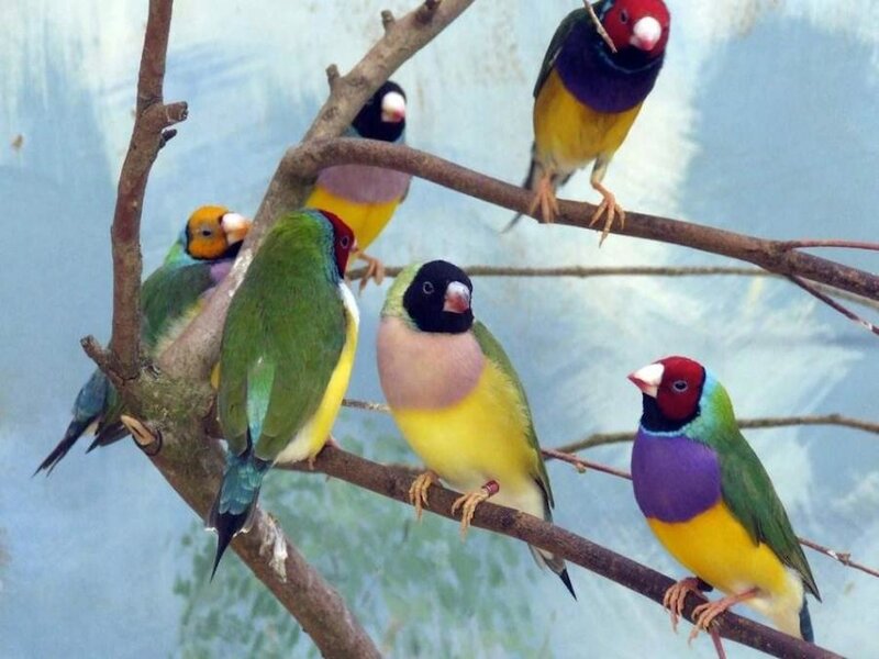 Colorful Finches on Branch
