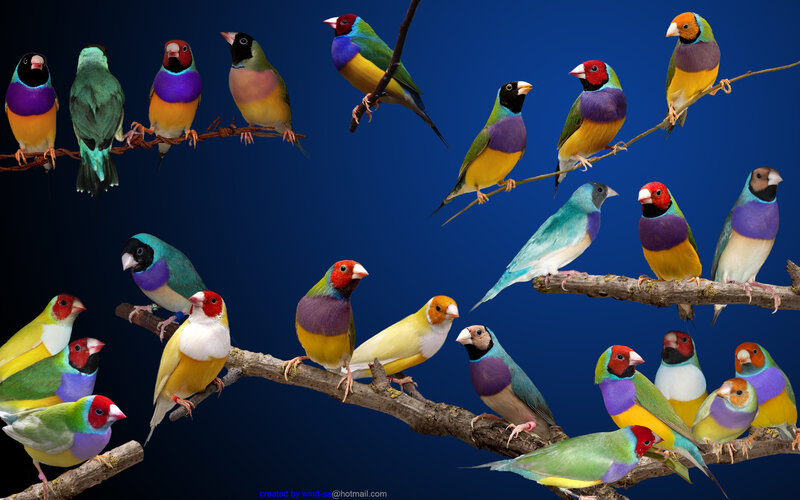 Colorful Finches on Branches