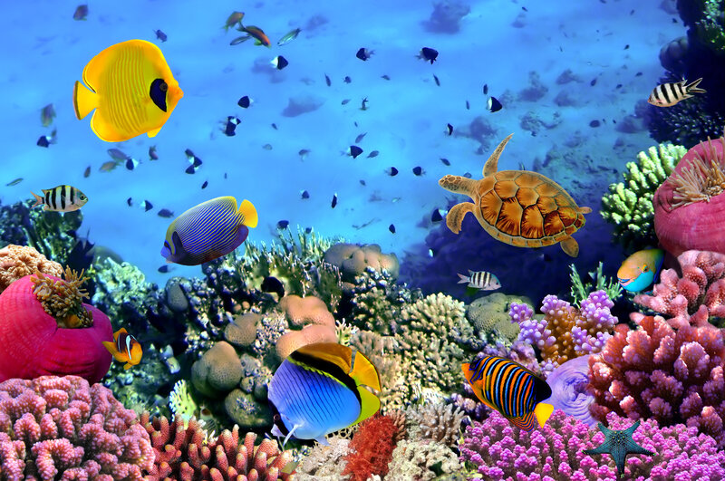 Colorful Fish and Turtle — Blue