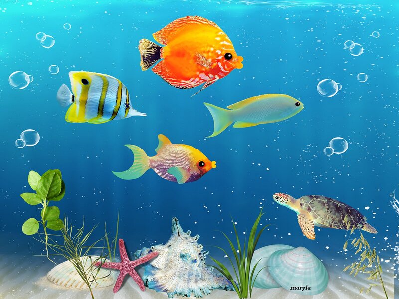 Colorful Fish and Turtle