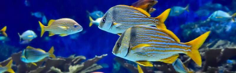 Colorful fish in an aquarium