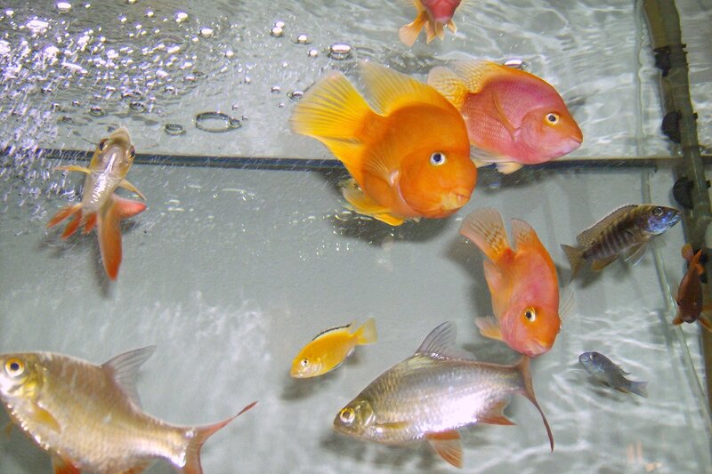 Colorful fish in an aquarium
