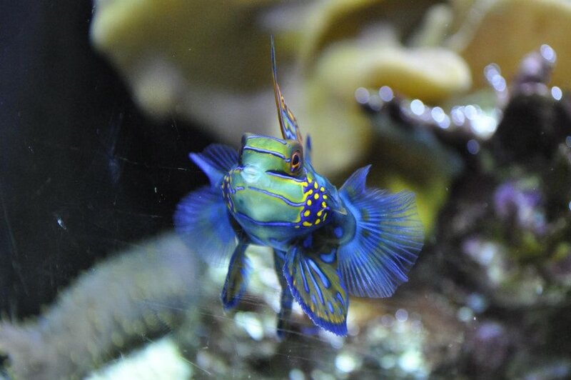 colorful fish in aquarium