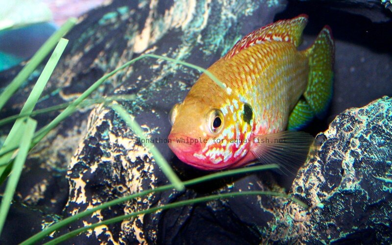colorful fish in aquarium