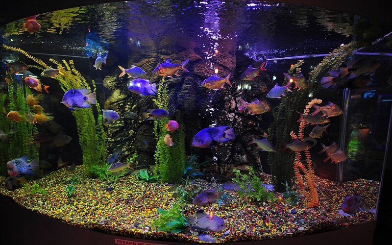 Colorful Fish in Aquarium — Blue