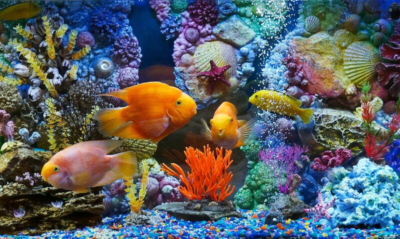 Colorful Fish in Aquarium — Blue, Vibrant, Photograph, Coral