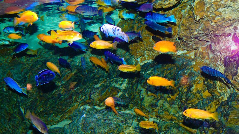 Colorful Fish in Aquarium — Blue, Vibrant, Photograph, Rocks