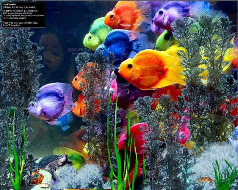 Colorful Fish in Aquarium — Blue, Vibrant