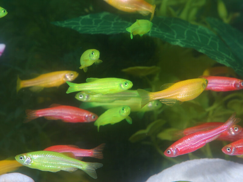 Colorful Fish in Aquarium — Green, Calm, Photograph