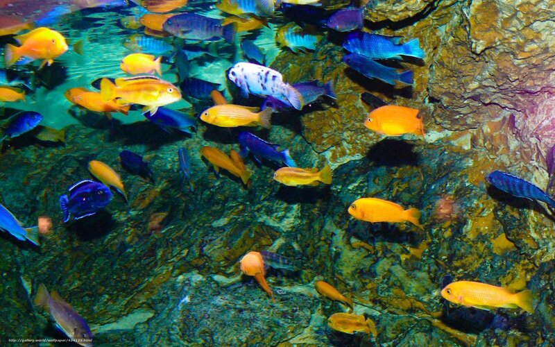 Colorful fish in aquarium