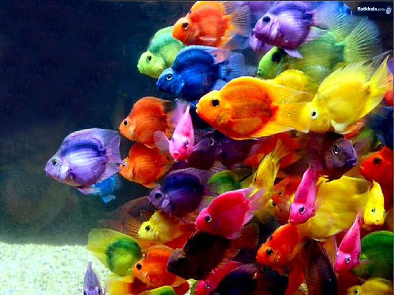 Colorful Fish in Aquarium — Yellow