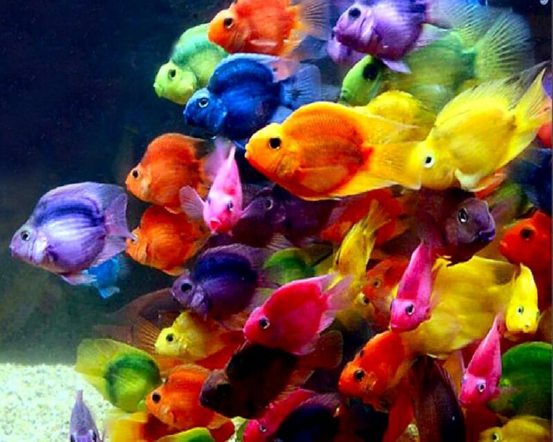Colorful Fish in Aquarium — Yellow, Vibrant