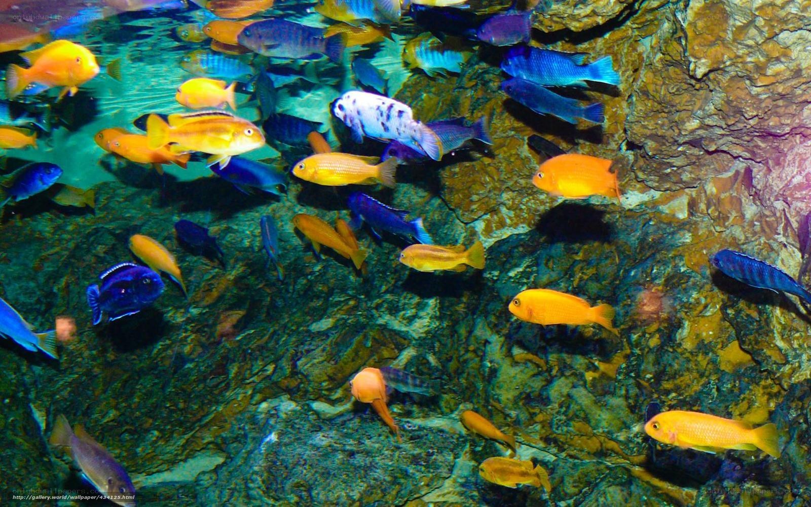 Colorful fish in aquarium