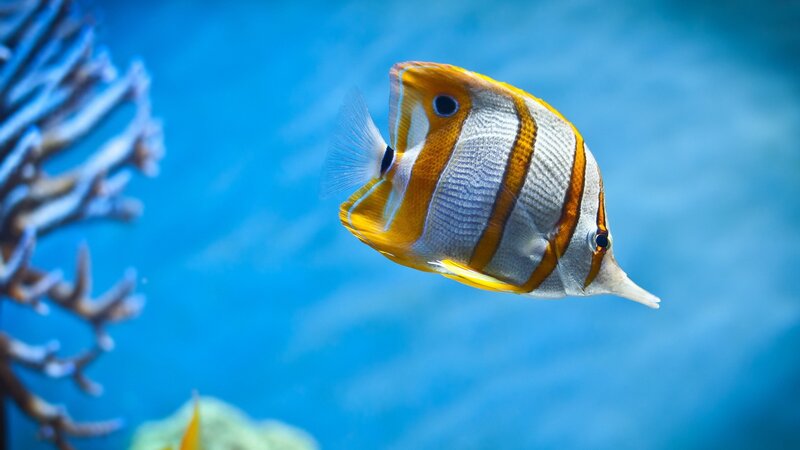 Colorful fish in blue water
