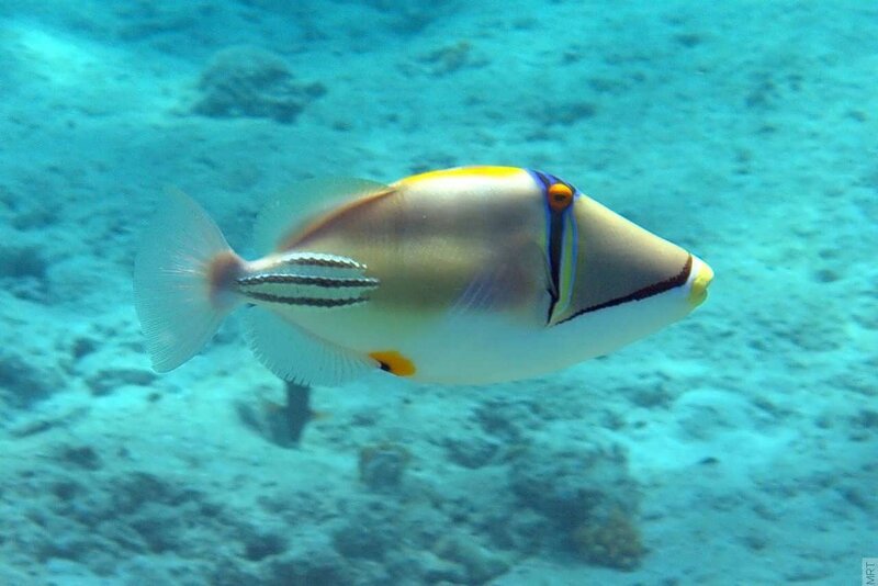 colorful fish in blue water