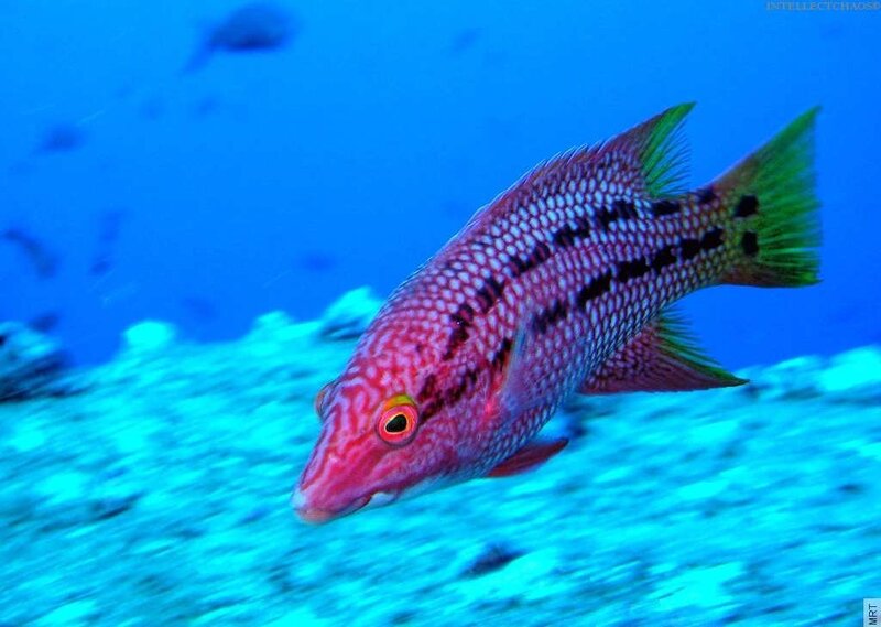 Colorful fish in blue water