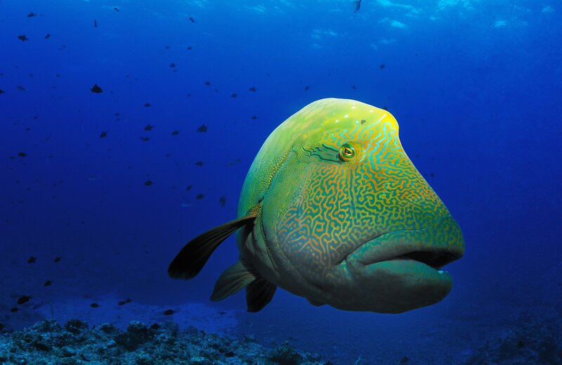 Colorful fish in blue water