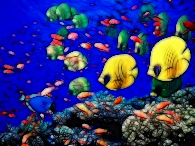Colorful fish in blue water
