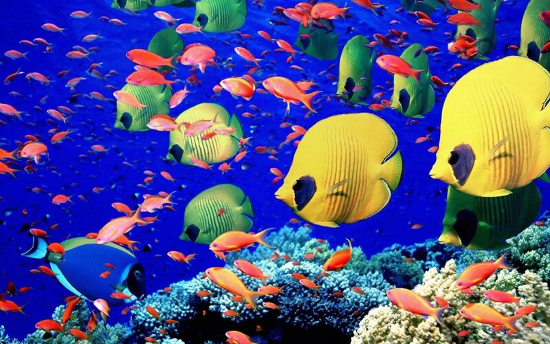 Colorful fish in coral reef