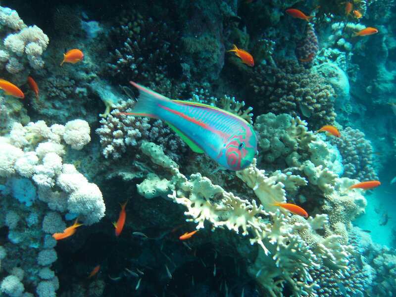 Colorful fish in coral reef