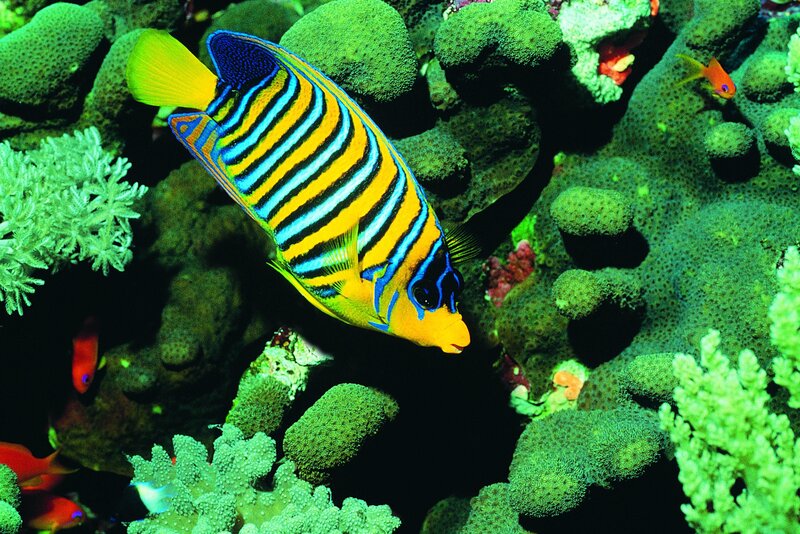 Colorful fish in coral reef