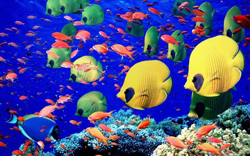 Colorful fish in coral reef