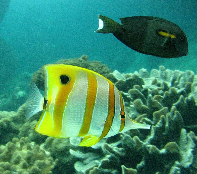 Colorful fish in coral reef
