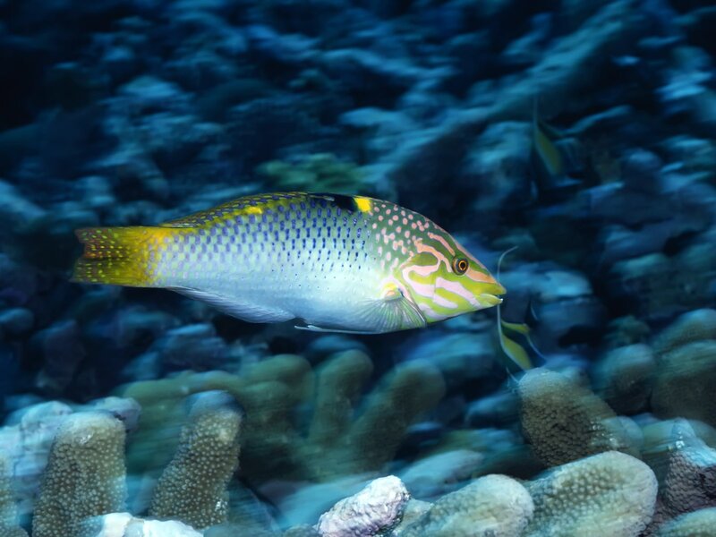 Colorful fish in coral reef