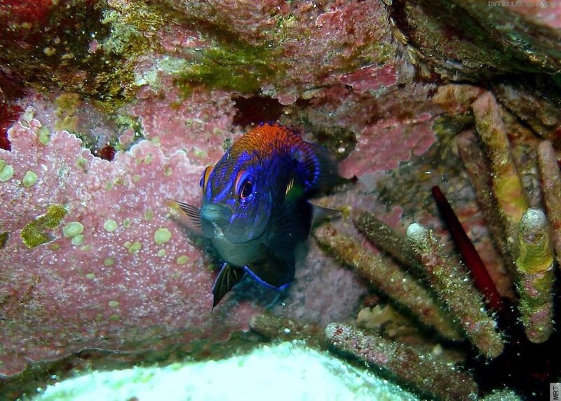 Colorful fish in coral reef