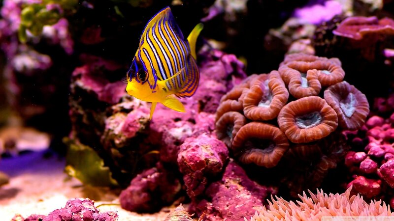 Colorful fish in coral reef