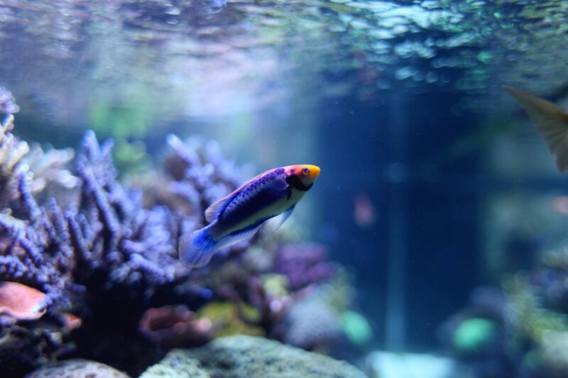 Colorful fish in coral reef