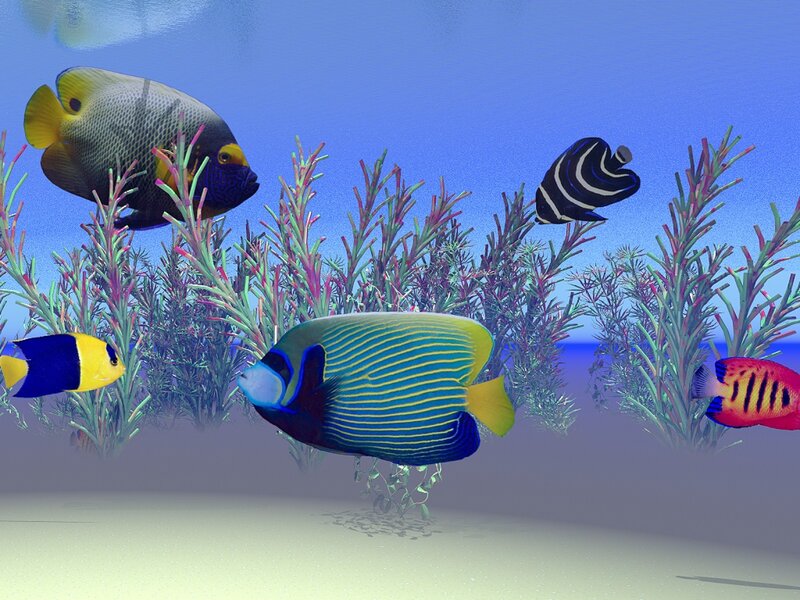 Colorful fish in coral reef