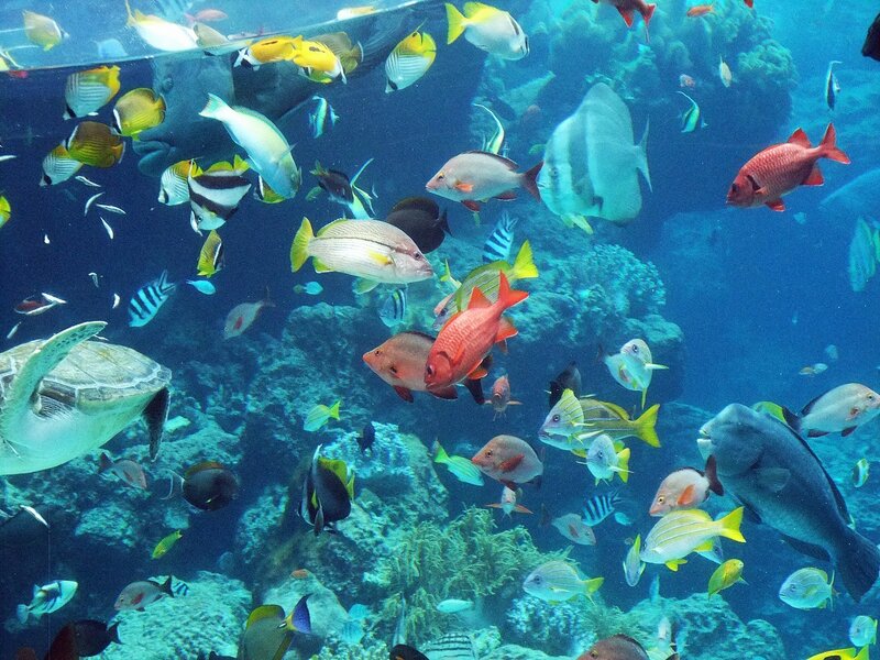 Colorful fish in coral reef