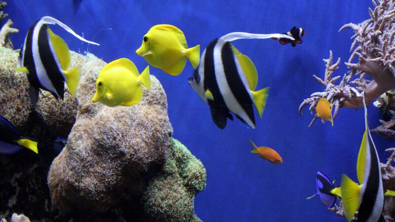 Colorful fish in coral reef