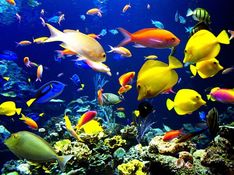 Colorful fish in coral reef